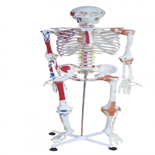 全（quán）身骨骼半邊肌肉著色附韌帶模型
