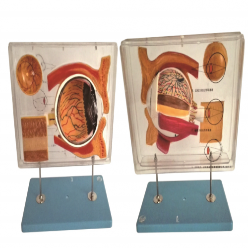 眼示教（jiāo）放大模型