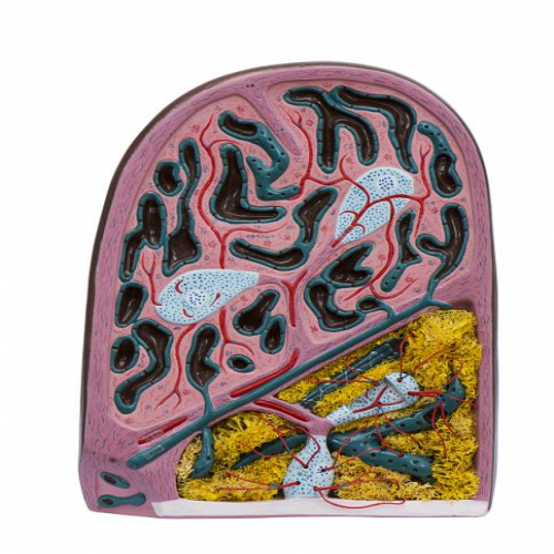 脾髒結（jié）構模型