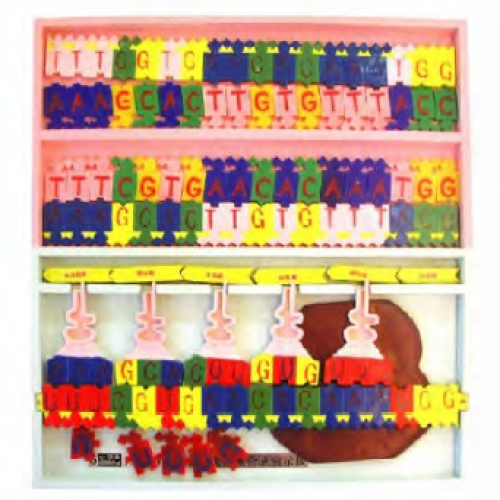 DNA結構及複（fù）製模型