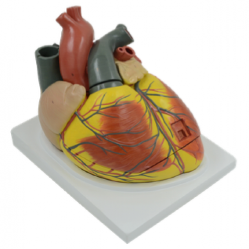 成人心髒解剖放大模型（3倍大）