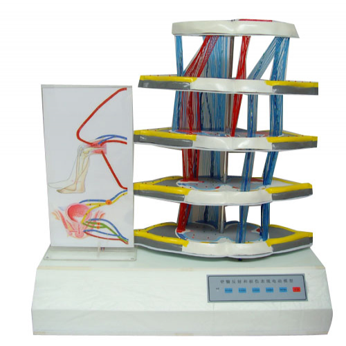 脊髓反射和損傷（shāng）表現電動（dòng）模型