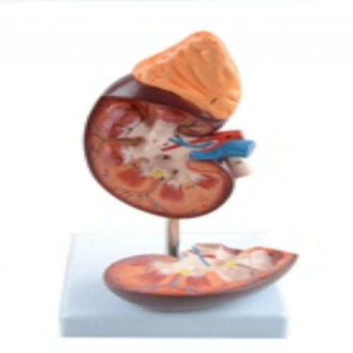 腎髒與腎上腺放大模型