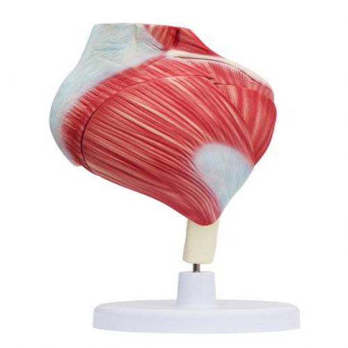 髖肌解剖模（mó）型