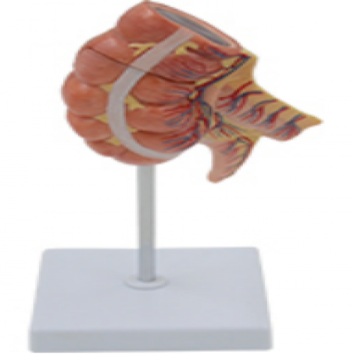 盲腸（cháng）和闌（lán）尾（wěi）模型（xíng）