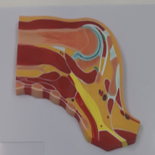 肩關（guān）節剖麵模型（xíng）