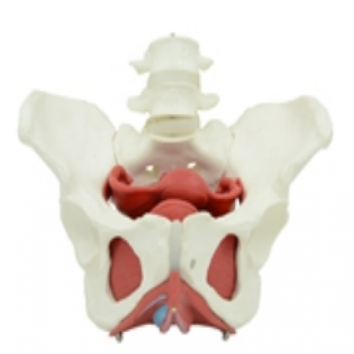 女性骨盆及盆底肌肉模（mó）型