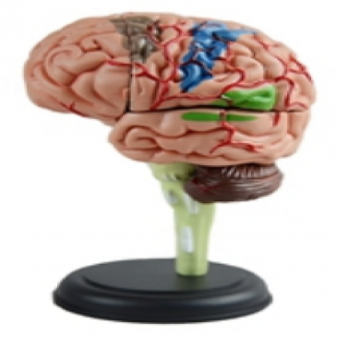 4D腦解剖模型（32部（bù）件）