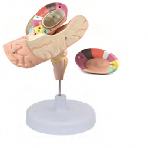 內囊與基底神經（jīng）節立體解剖模（mó）型