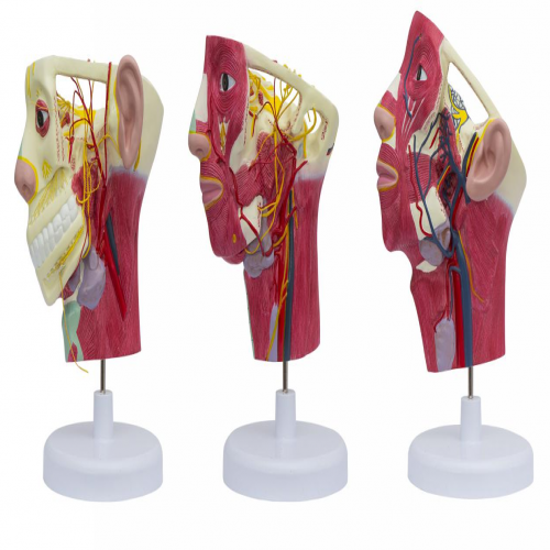 頭麵部血管神經模型