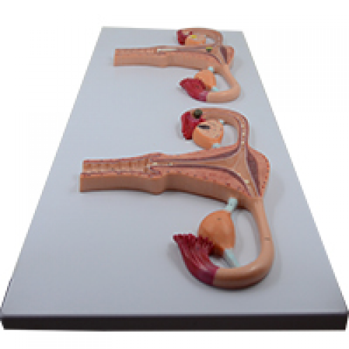 卵子受精過（guò）程放大模型