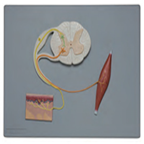 脊髓（suǐ）的功能模型（條件反射機理）