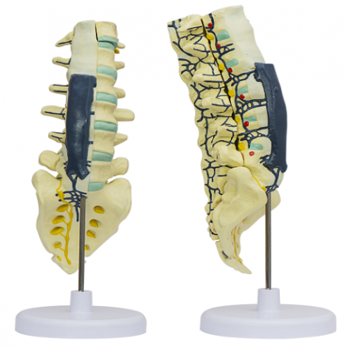 腰骶椎（zhuī）解剖與脊神經關係模型