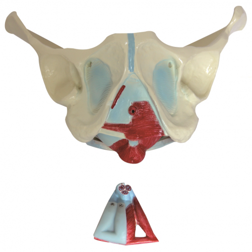 男性骨（gǔ）盆及盆（pén）底肌肉模型